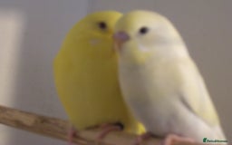 Budgerigars birds for sale: Beautiful Baby Budgies  - Image 2