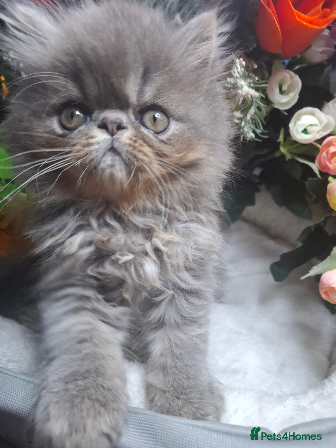 Persian cats for sale: Two beautiful boy kittens  - Image 13