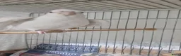 Cockatiels birds for sale: Hand reared Albino cockatiels - Advert 1