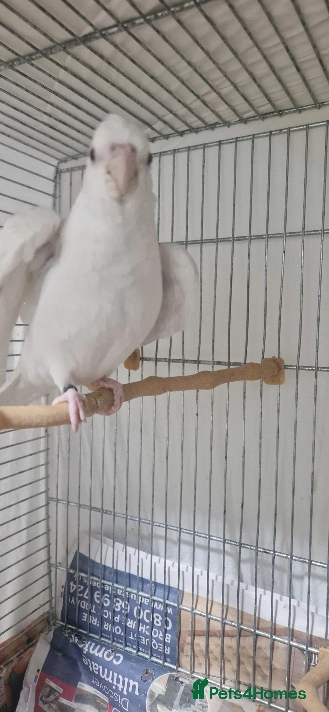 Cockatiels birds for sale: Hand reared Albino cockatiels - Advert 1