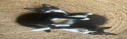 Mixed Breed cats for sale: Kittens has been finished their nursery  - Advert 9