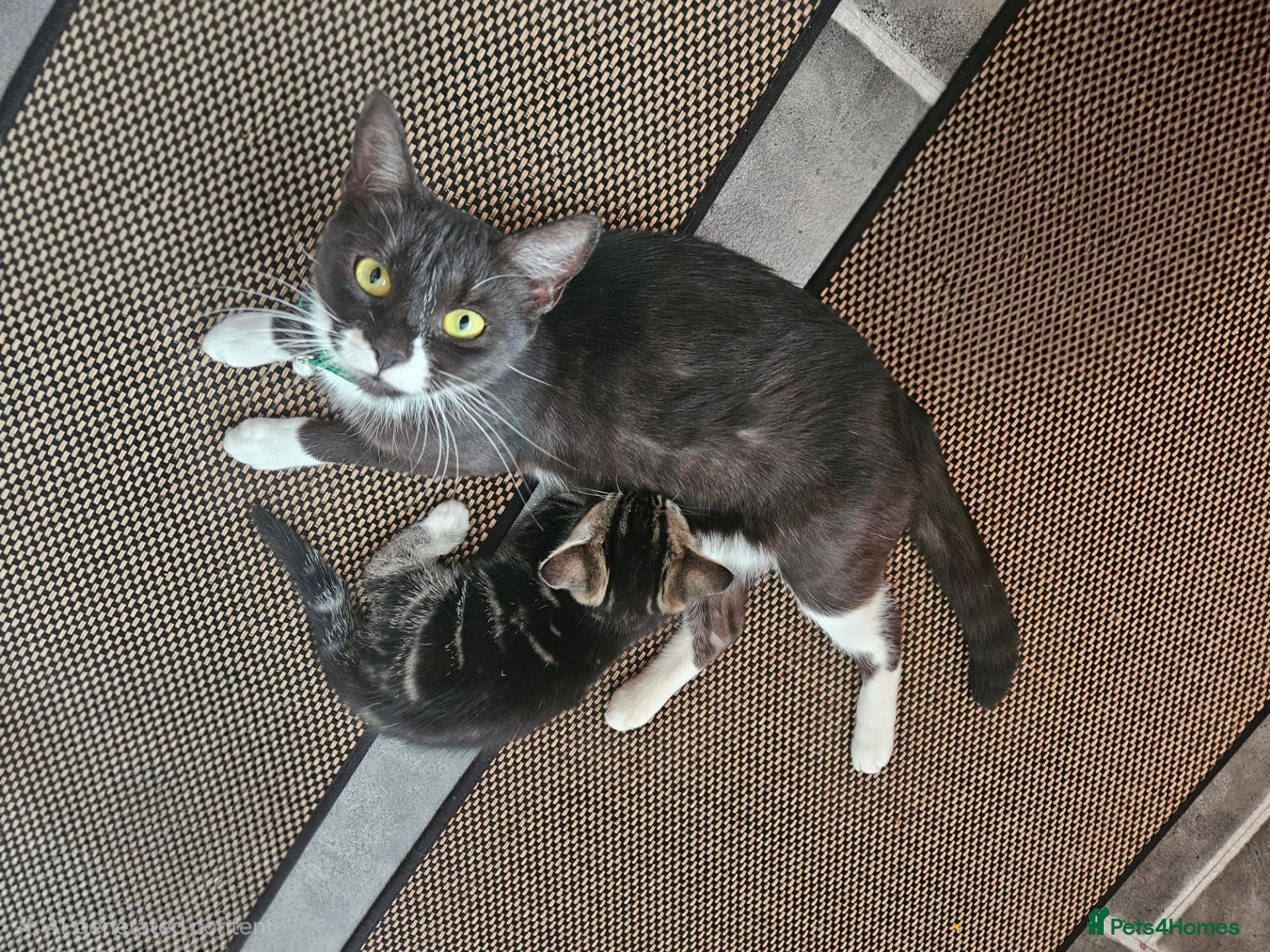 European cats Lovely kittens - Advert 6