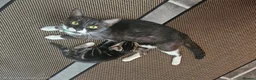 European cats for sale: Lovely kittens - Advert 1