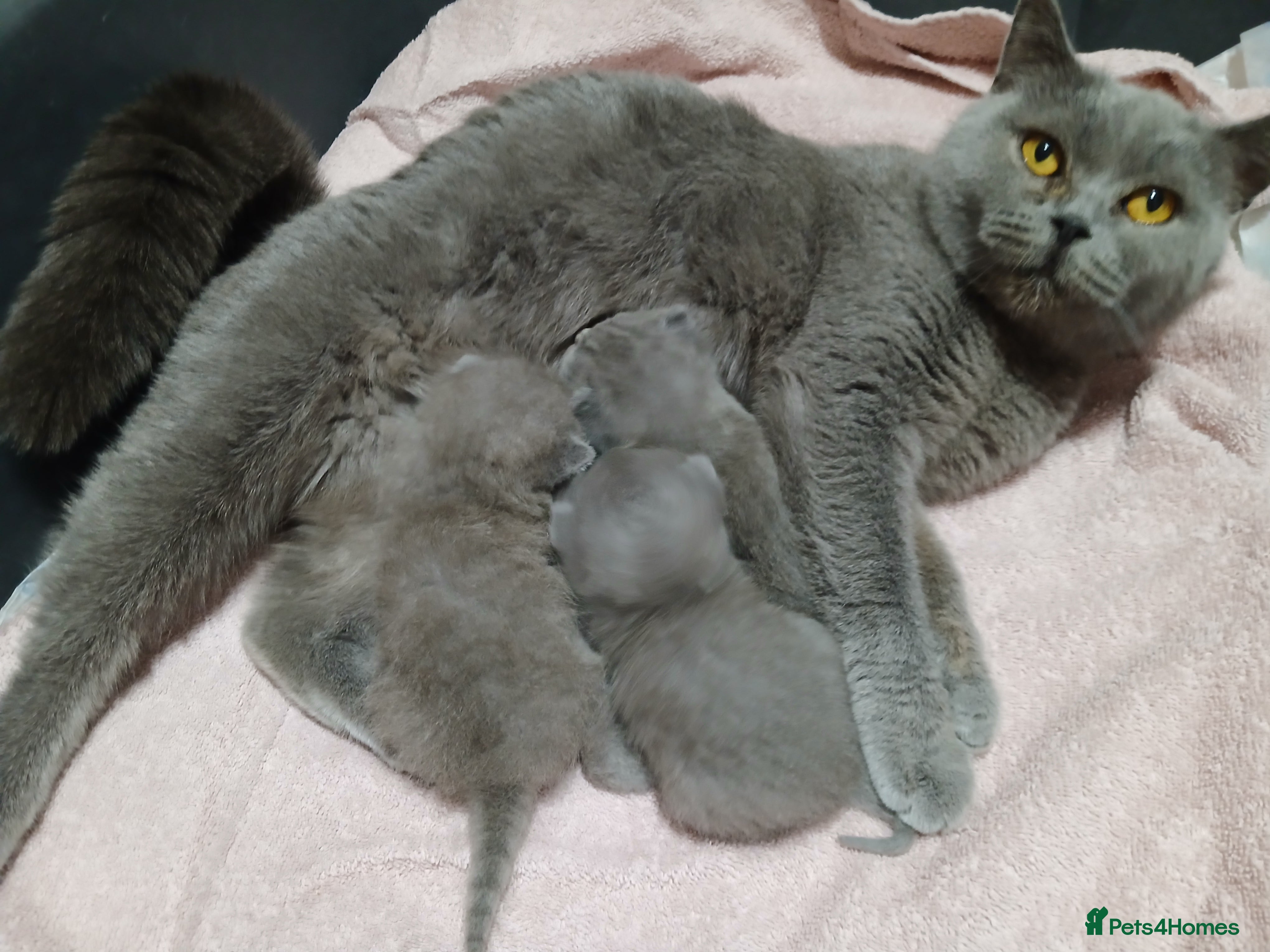 British Shorthair cats British Short hair kittens - Advert 5