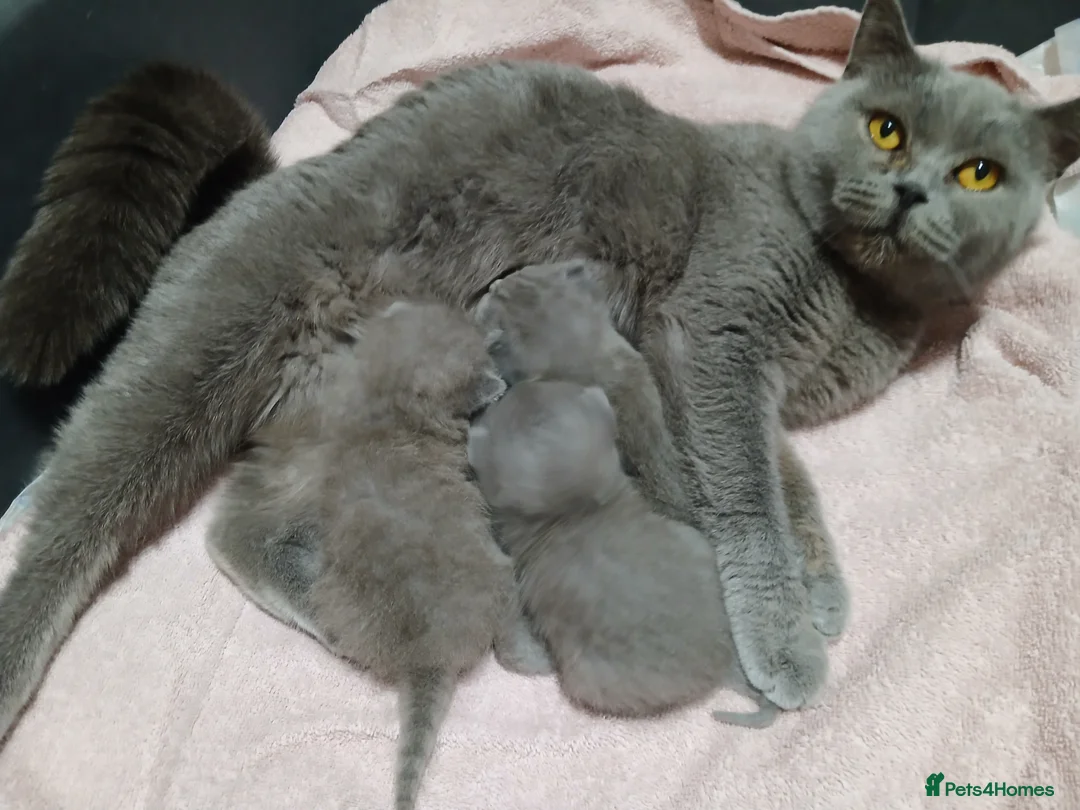 British Shorthair cats for sale: British Short hair kittens - Advert 1