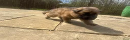 German Shepherd dogs for sale: Stunning German Shepherd puppies for sale  in Templecombe - Advert 23