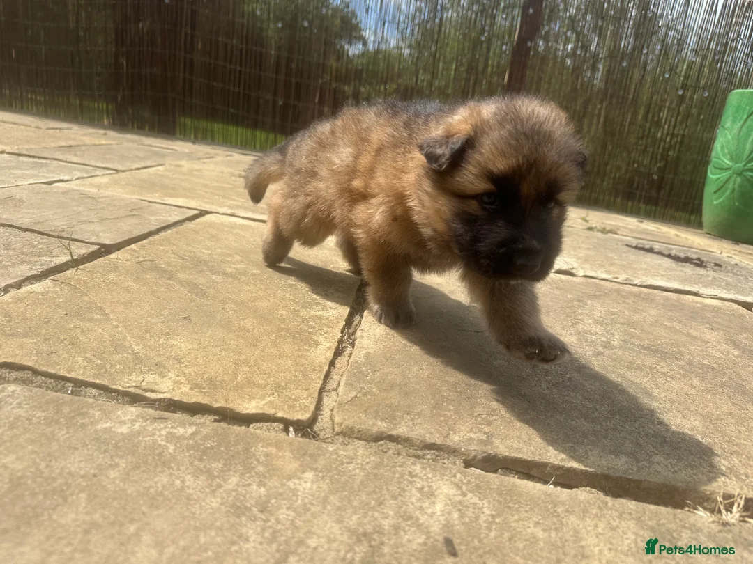 German Shepherd dogs for sale: Stunning German Shepherd puppies for sale  in Templecombe - Advert 23