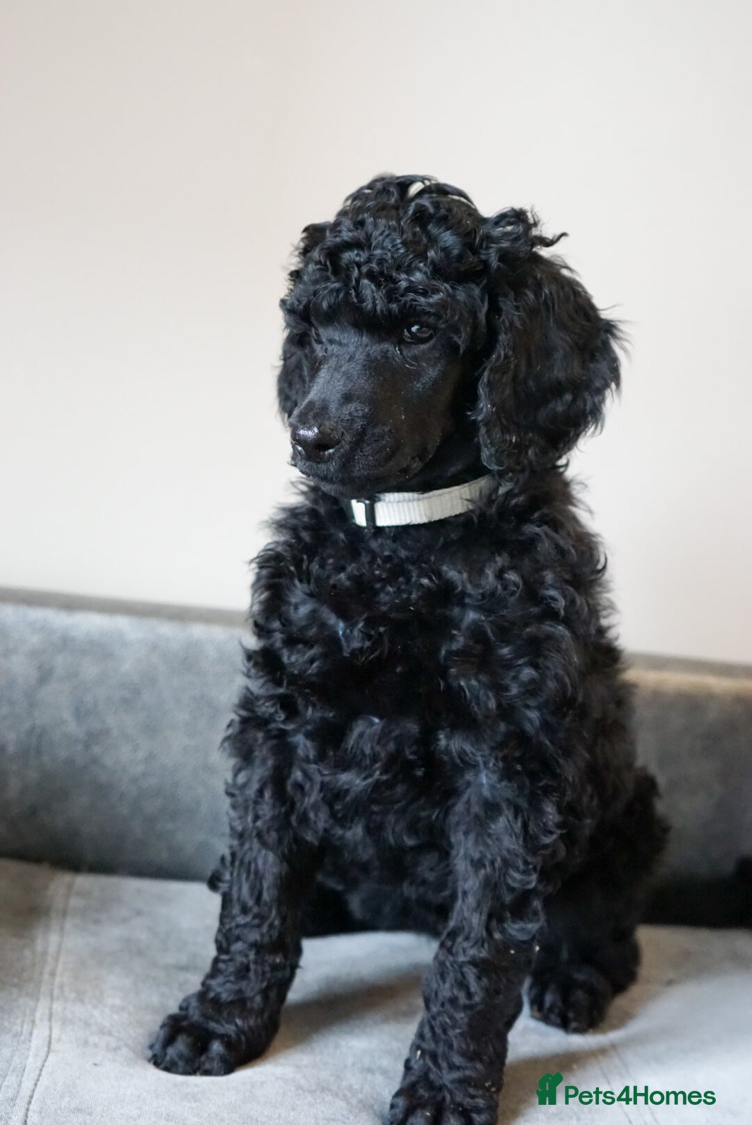 Standard Poodle dogs for sale: Champion sired standard poodles  - Advert 13