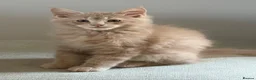 Maine Coon cats for sale: TICCA Registered MaineCoon Kittens  - Advert 13
