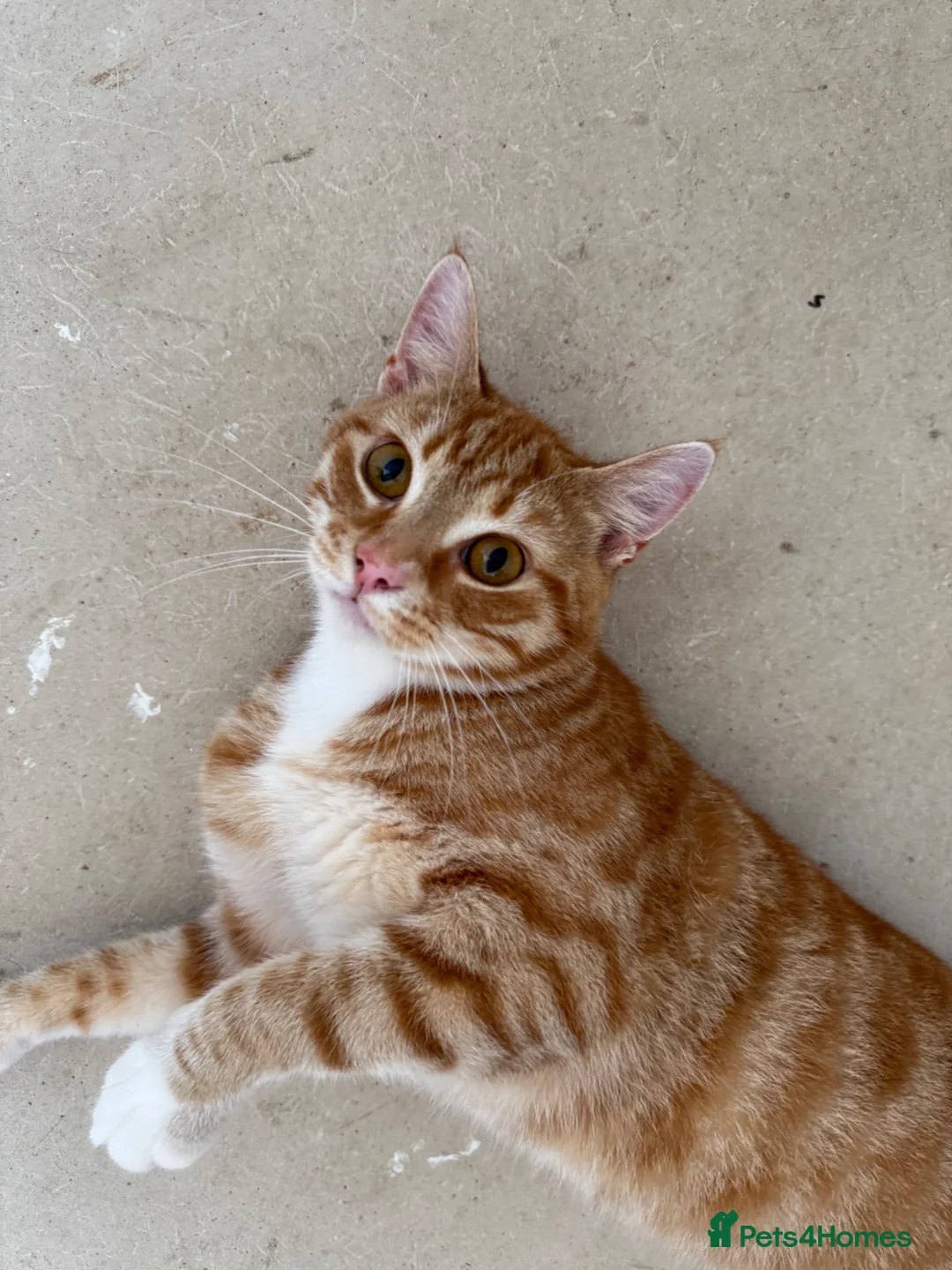 Mixed Breed cats for sale: Garfield - male cat  - Advert 5