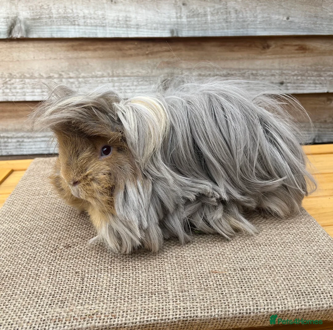 Guinea Pig rodents for sale: Peruvian and Teddy Boys  - Advert 1