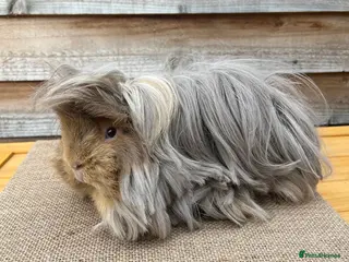 Guinea Pig rodents Purebred Peruvian Boy - Advert 2