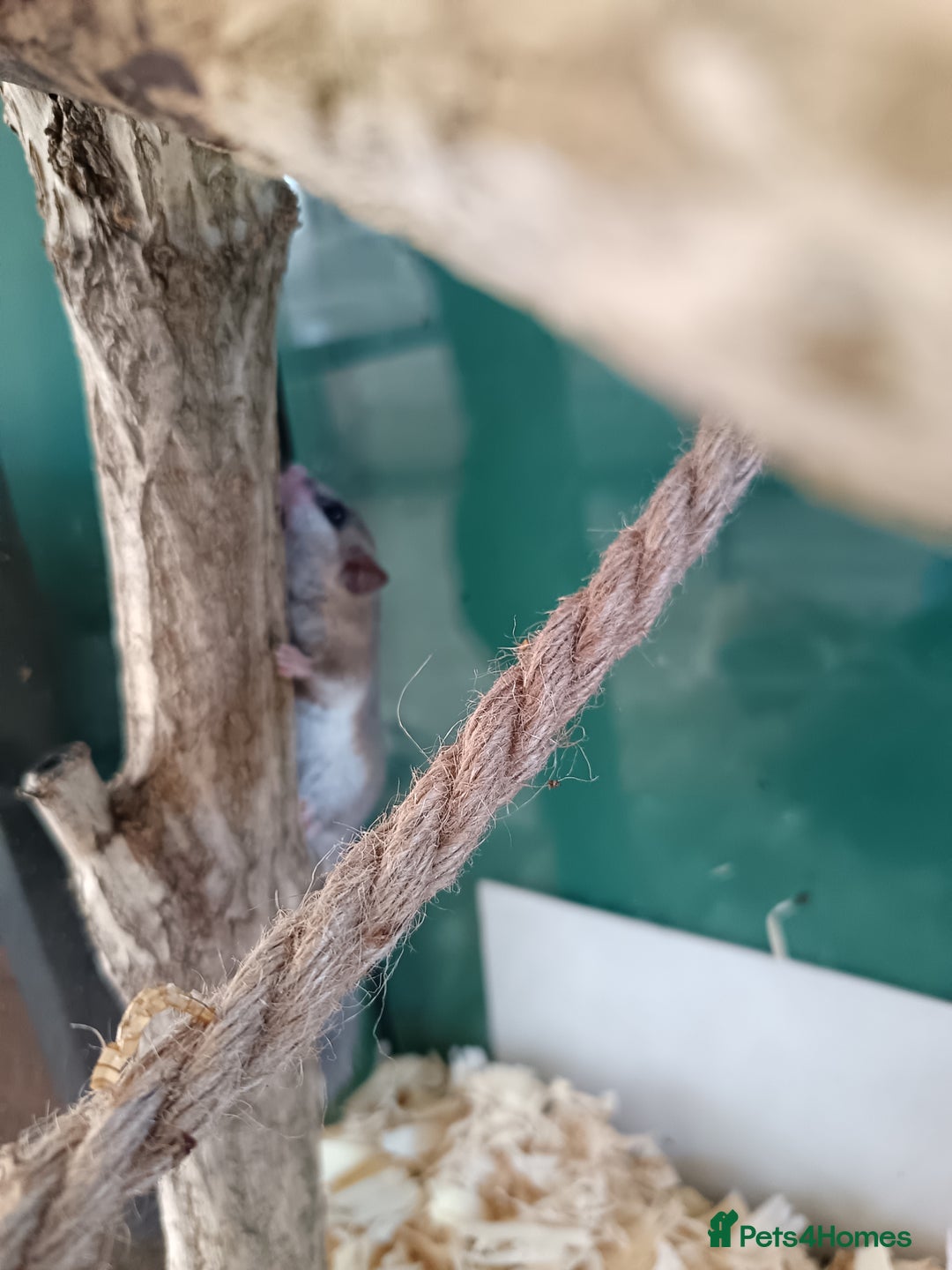 Mouse rodents for sale: Pygmy squirrels and enclosure  - Image 5