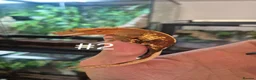 Gecko reptiles for sale: Crested geckos - Advert 5