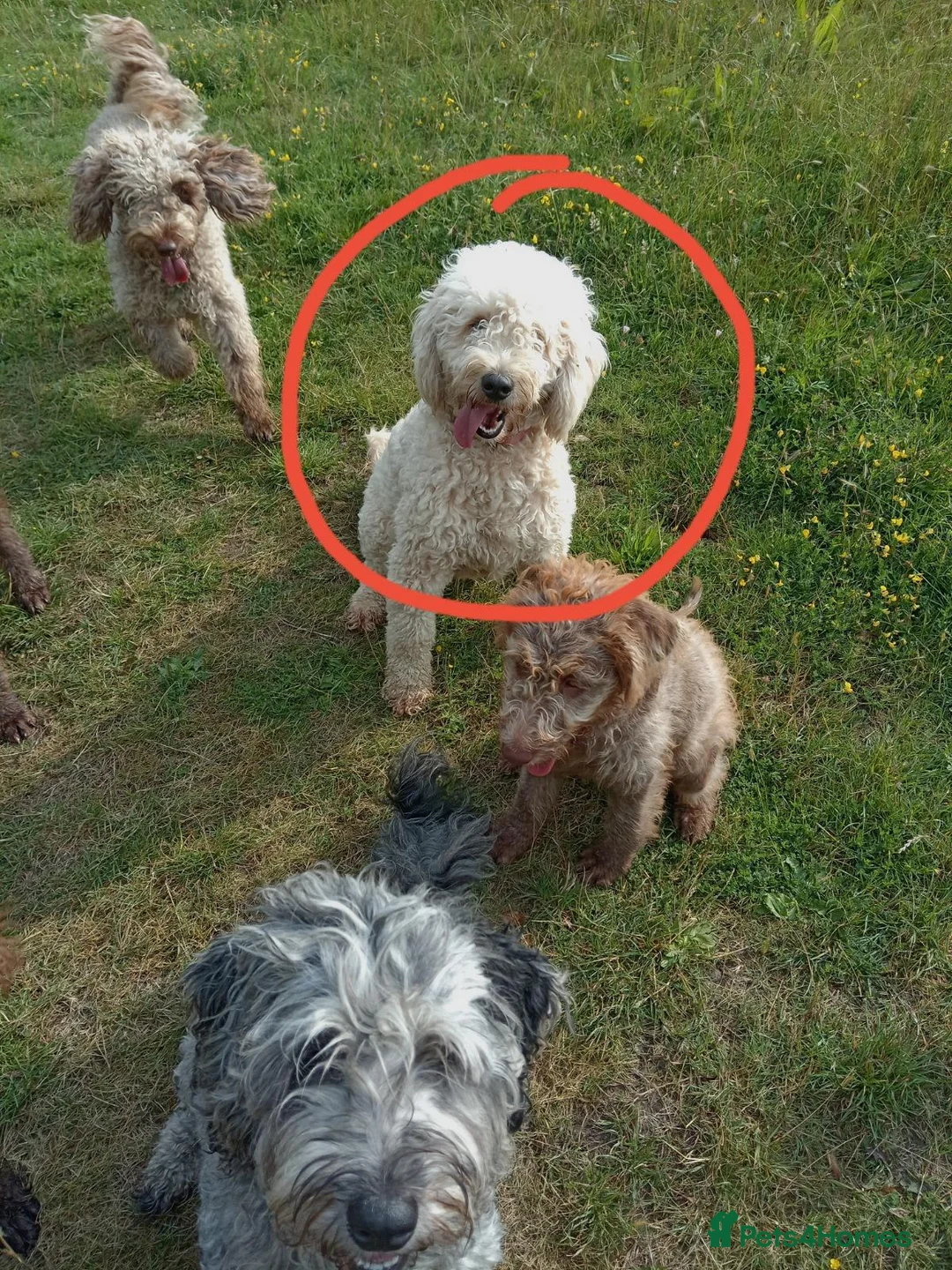 Double Doodle dogs for sale: Stunning Double Doodle litter 🧬DNA BVA 🧬 - Advert 14