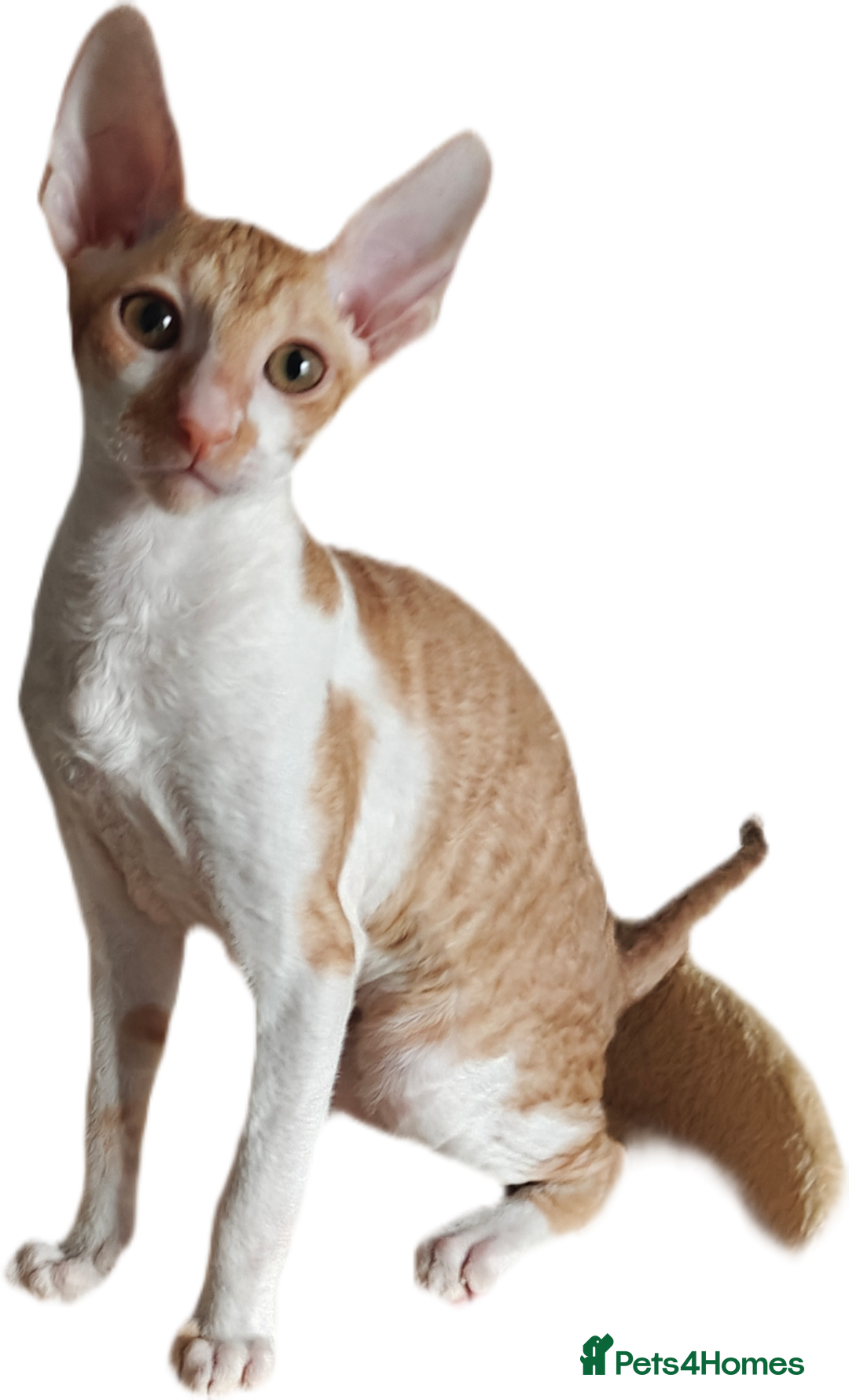 Cornish Rex cats for sale: Cornish Rex Kitten Ready for his new  home! - Advert 10