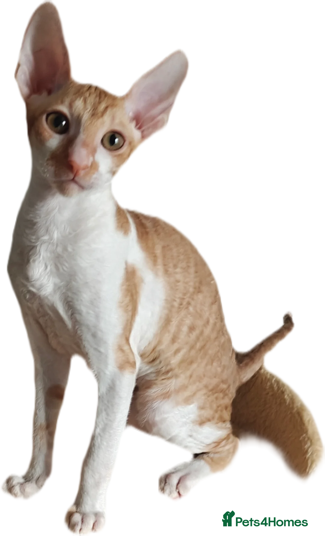 Cornish Rex cats for sale: Cornish Rex Kitten Ready for his new  home! - Advert 11