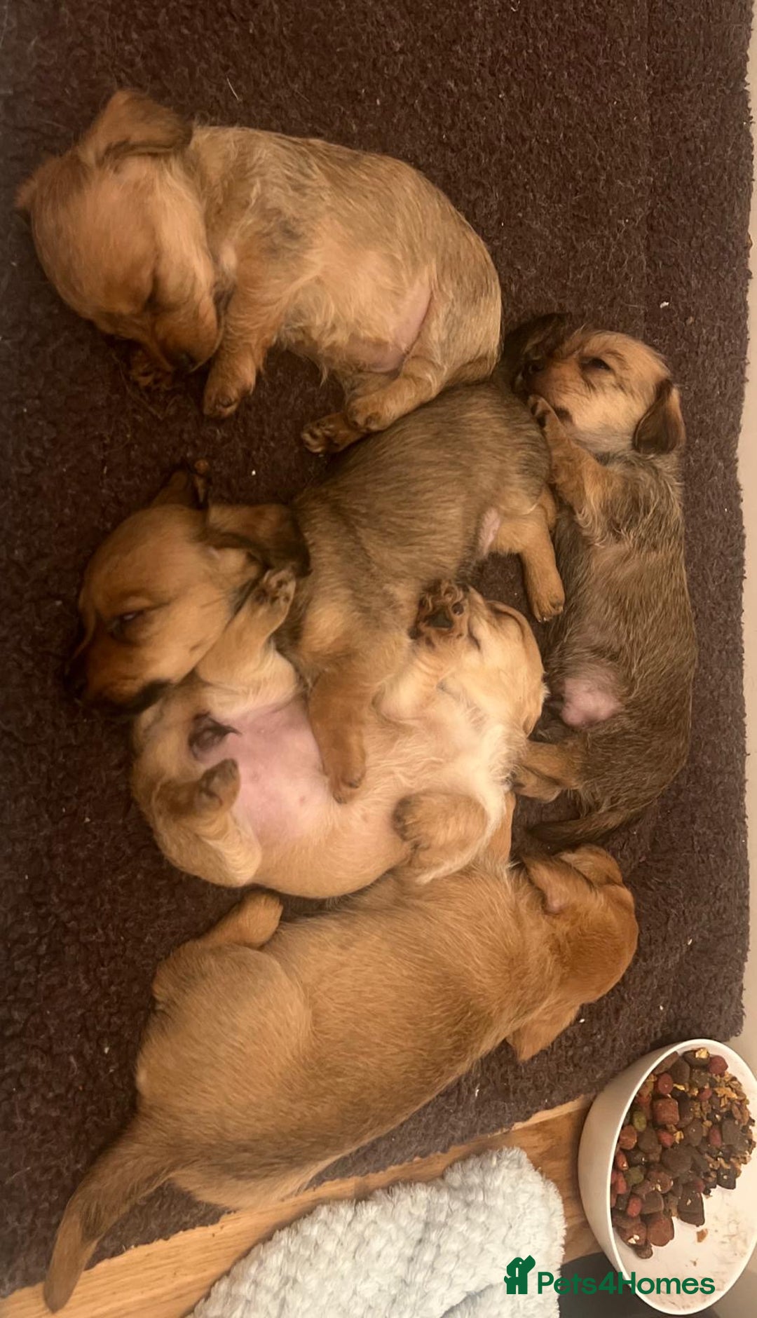 Mixed Breed dogs for sale: Maltipoo cross puppies - Advert 2