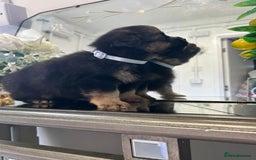 Pomeranian dogs for sale: EXCEPTIONAL LITTER of full pedigree poms  - Image 6