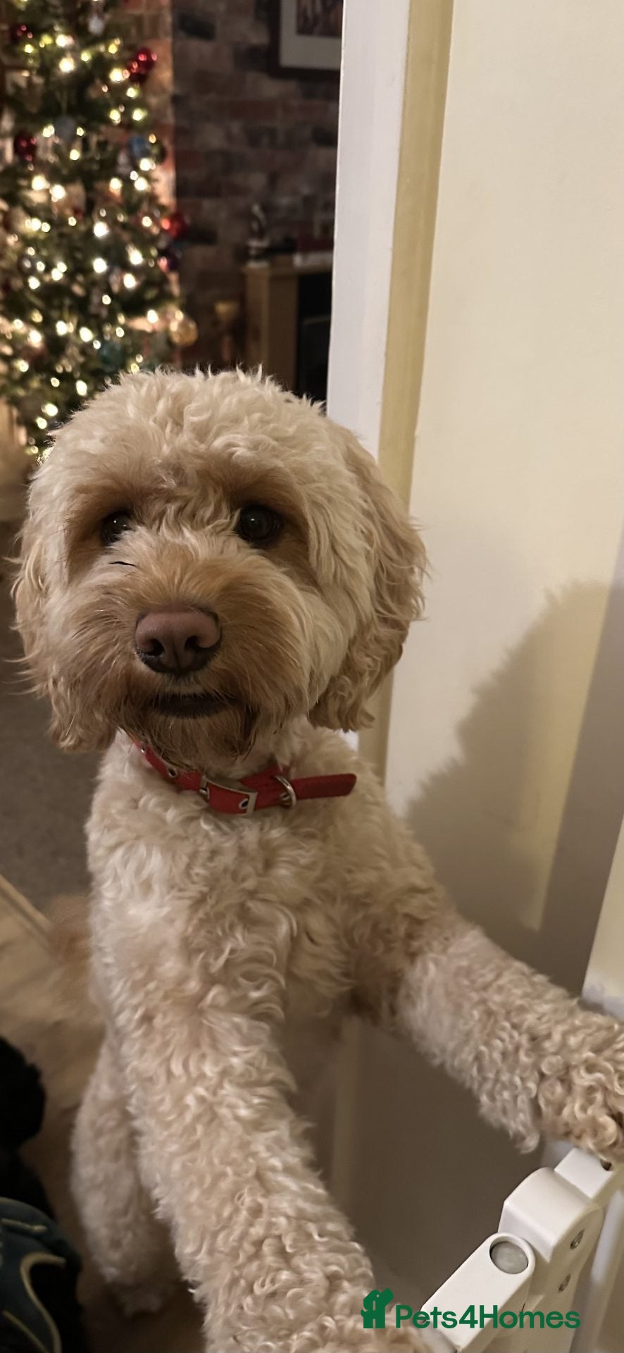 Cockapoo dogs Almost 2 year old Beautiful male cockapoo  - Advert 2