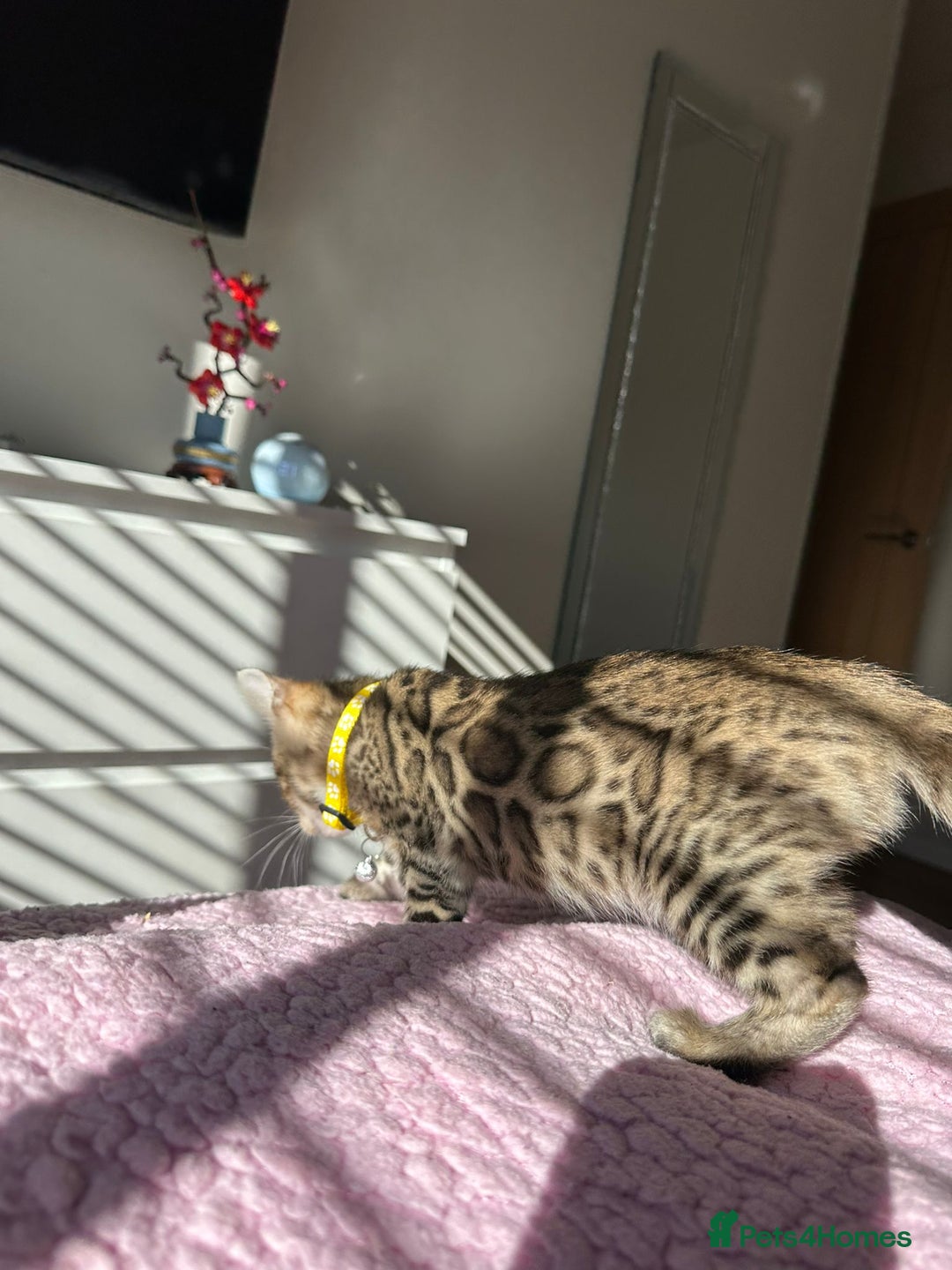 Bengal cats for sale: Beautiful pure Bengal kittens - Image 6