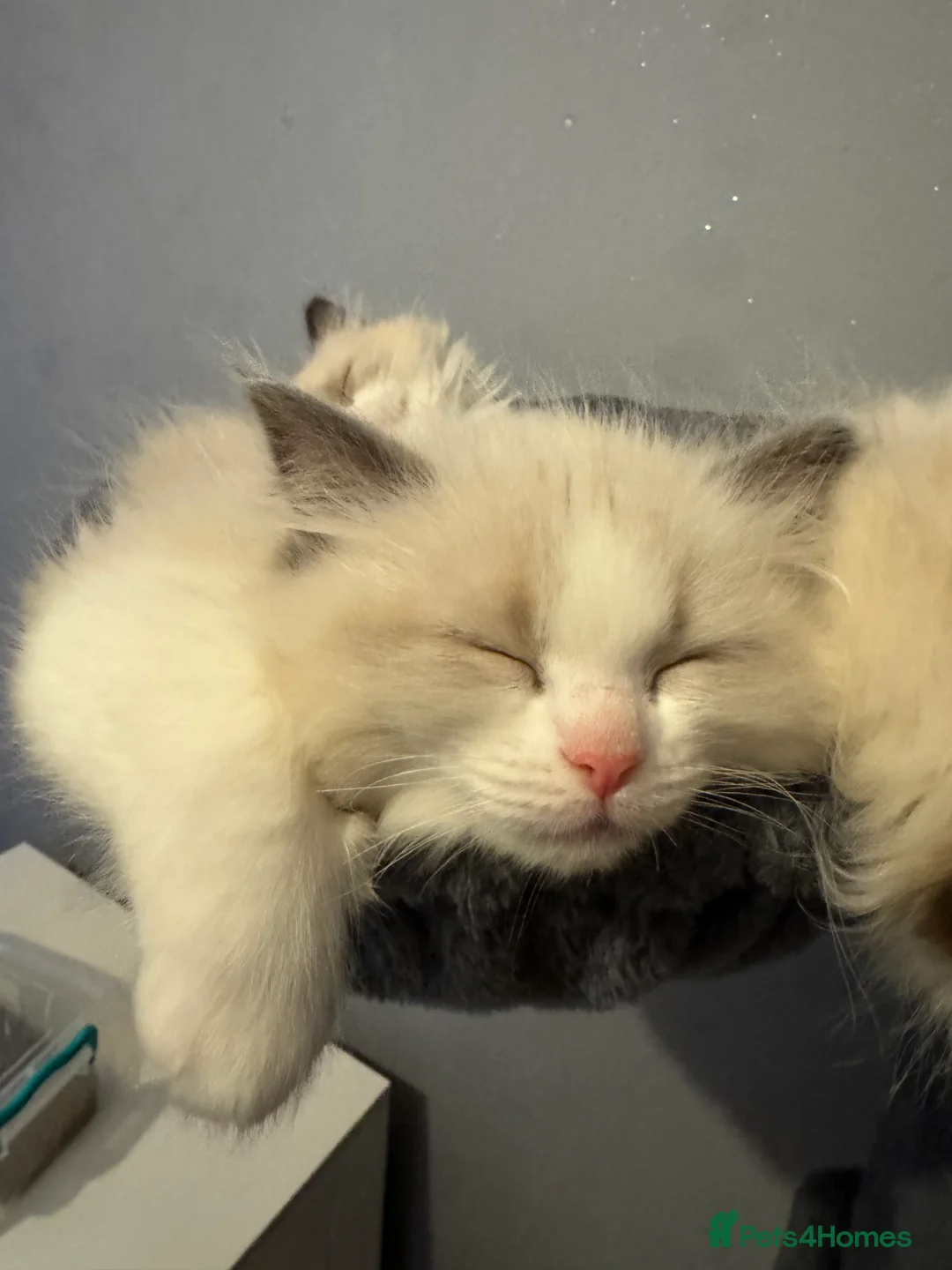 Ragdoll cats for sale: Adorable Pure Breed Ragdoll Kittens ❤️ - Advert 18