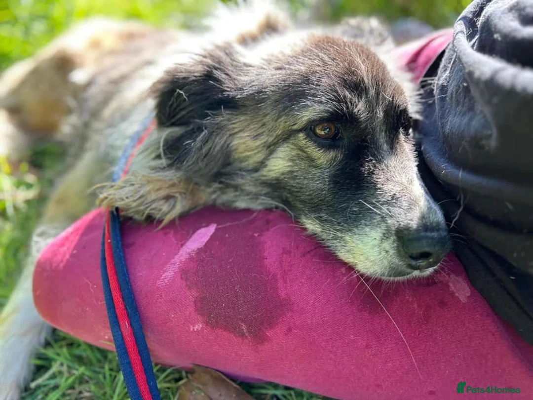 Mixed Breed dogs for adoption: Hilda - Norwich Norfolk  - Advert 40