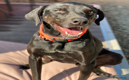 Labrador Retriever dogs for adoption: Joey - waiting over 3 years for a home - Image 1