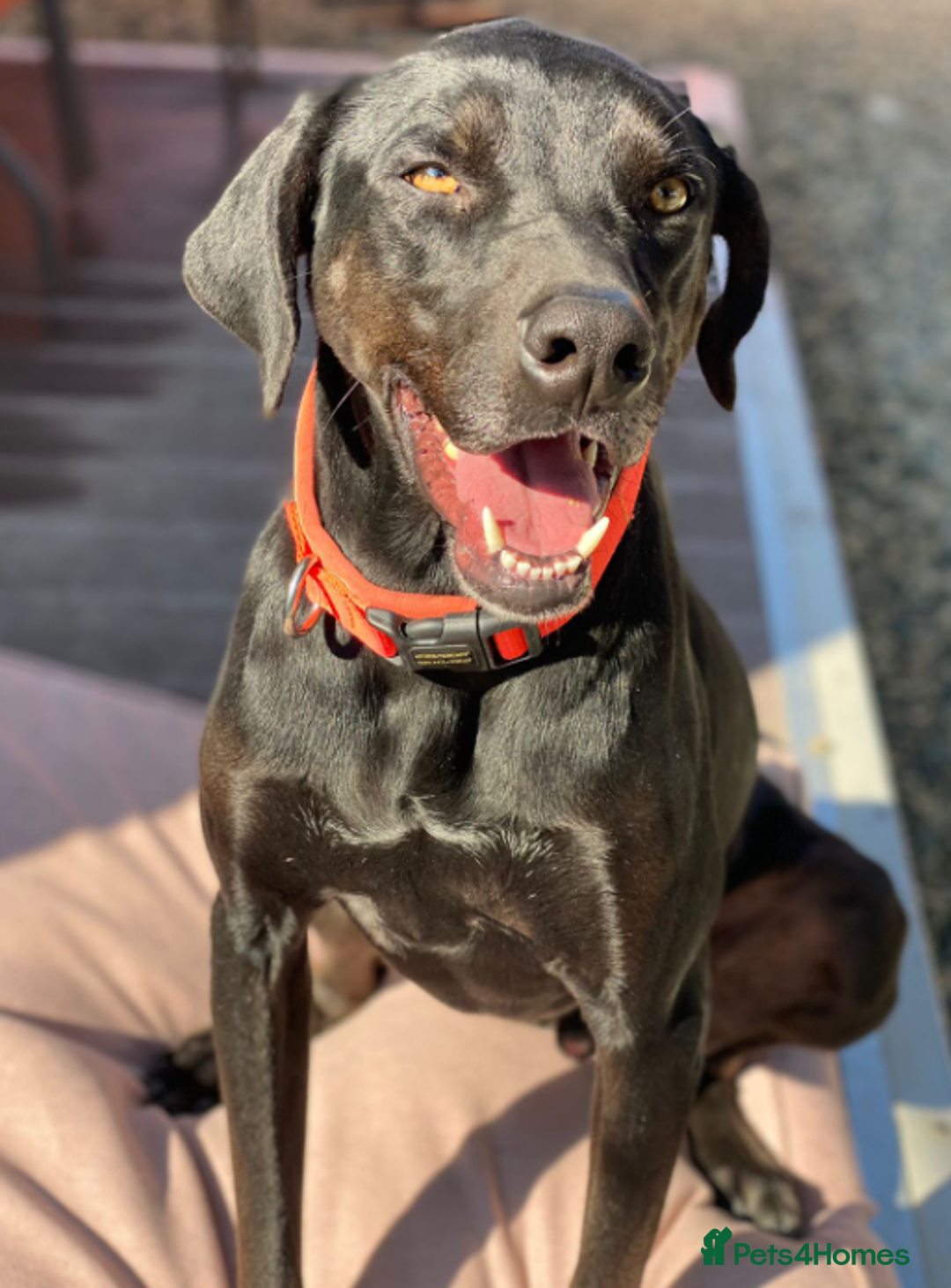 Labrador Retriever dogs for adoption: Joey - waiting over 3 years for a home - Image 1