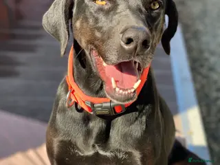 Labrador Retriever dogs Joey - waiting over 3 years for a home - Advert 6