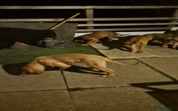 Dogue De Bordeaux dogs for sale: Dogue de bordeux  puppies  - Image 15