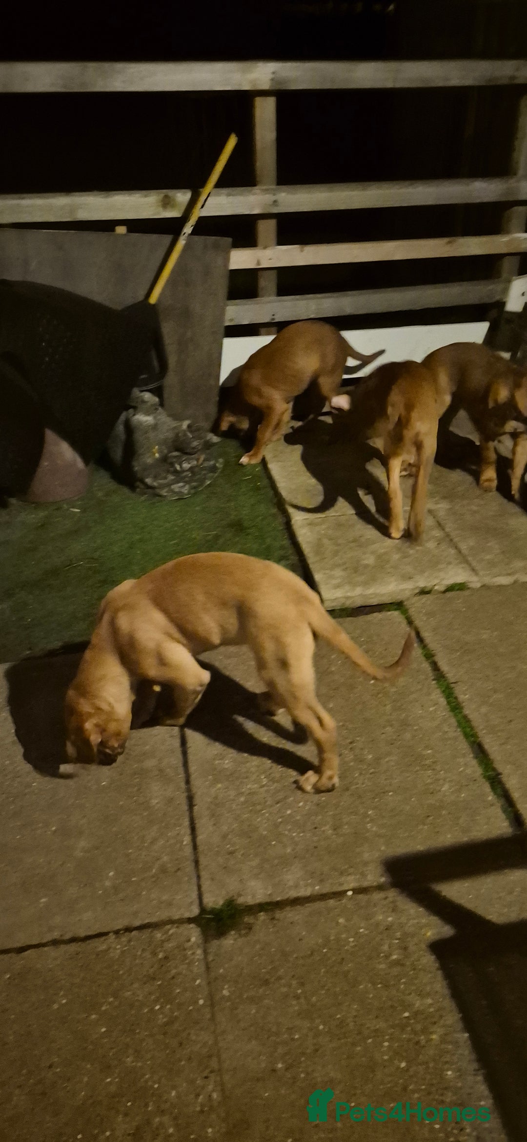 Dogue De Bordeaux dogs for sale: Dogue de bordeux  puppies  - Image 15