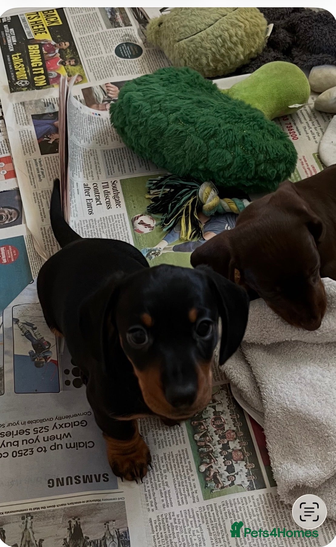 Miniature Dachshund dogs KC miniature Black and Tan dachshund puppy   - Advert 1