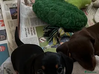 Miniature Dachshund dogs KC miniature Black and Tan dachshund puppy - Advert 1