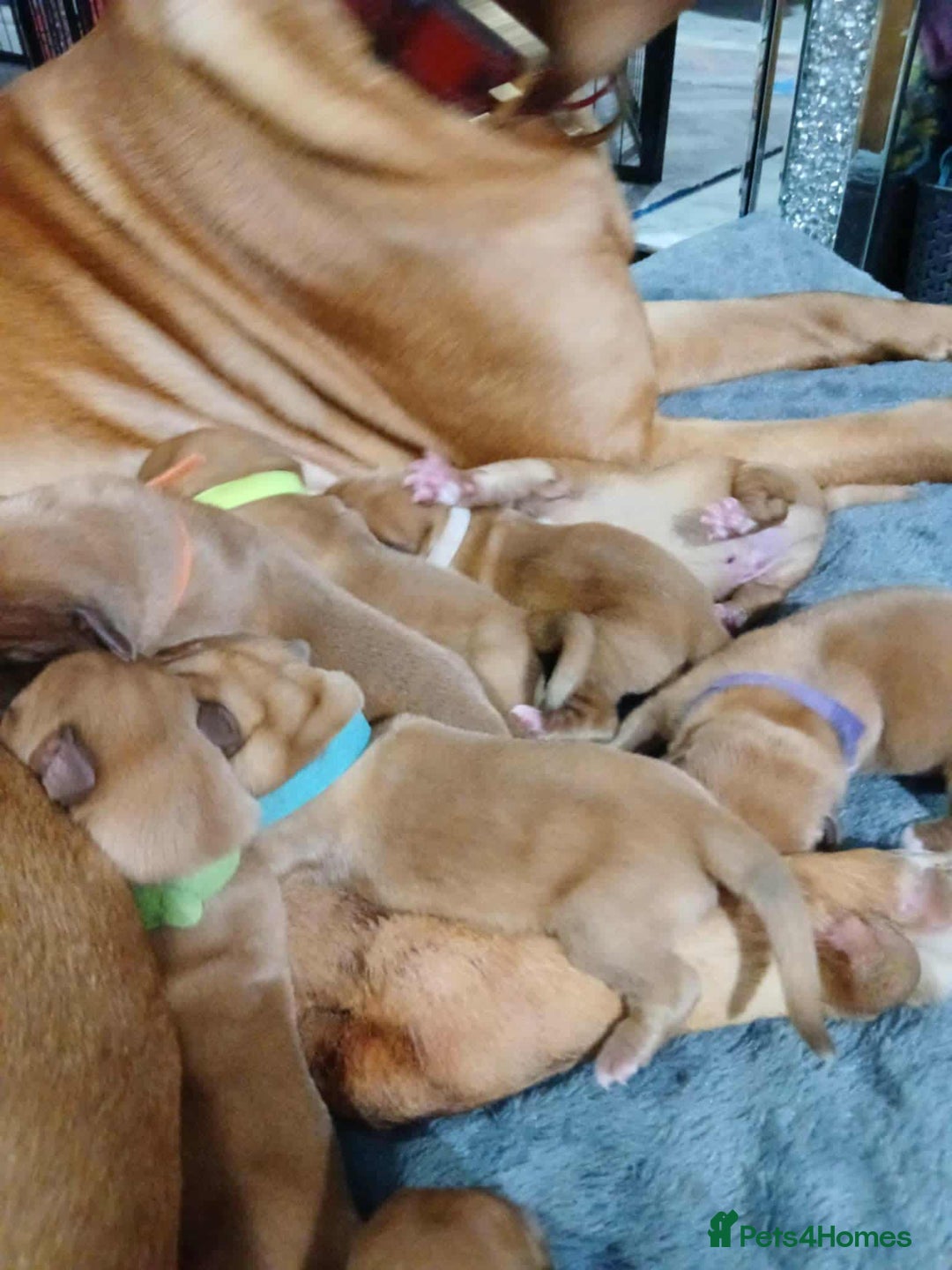 Dogue De Bordeaux dogs for sale: Dogue De Bordeaux puppies - Advert 6