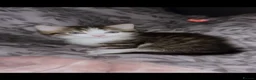 Mixed Breed cats for sale: TABBY KITTENS ♥  - Advert 1