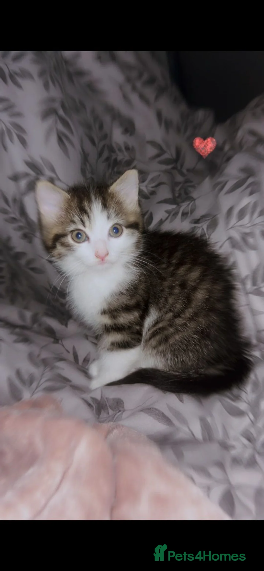 Mixed Breed cats for sale: TABBY KITTENS ♥  - Advert 1