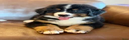 Mixed Breed dogs for sale: Labernese puppies for sale - Advert 16