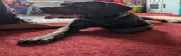 Cane Corso dogs for sale: Beautiful gentle female cane corso in Gloucester - Advert 3