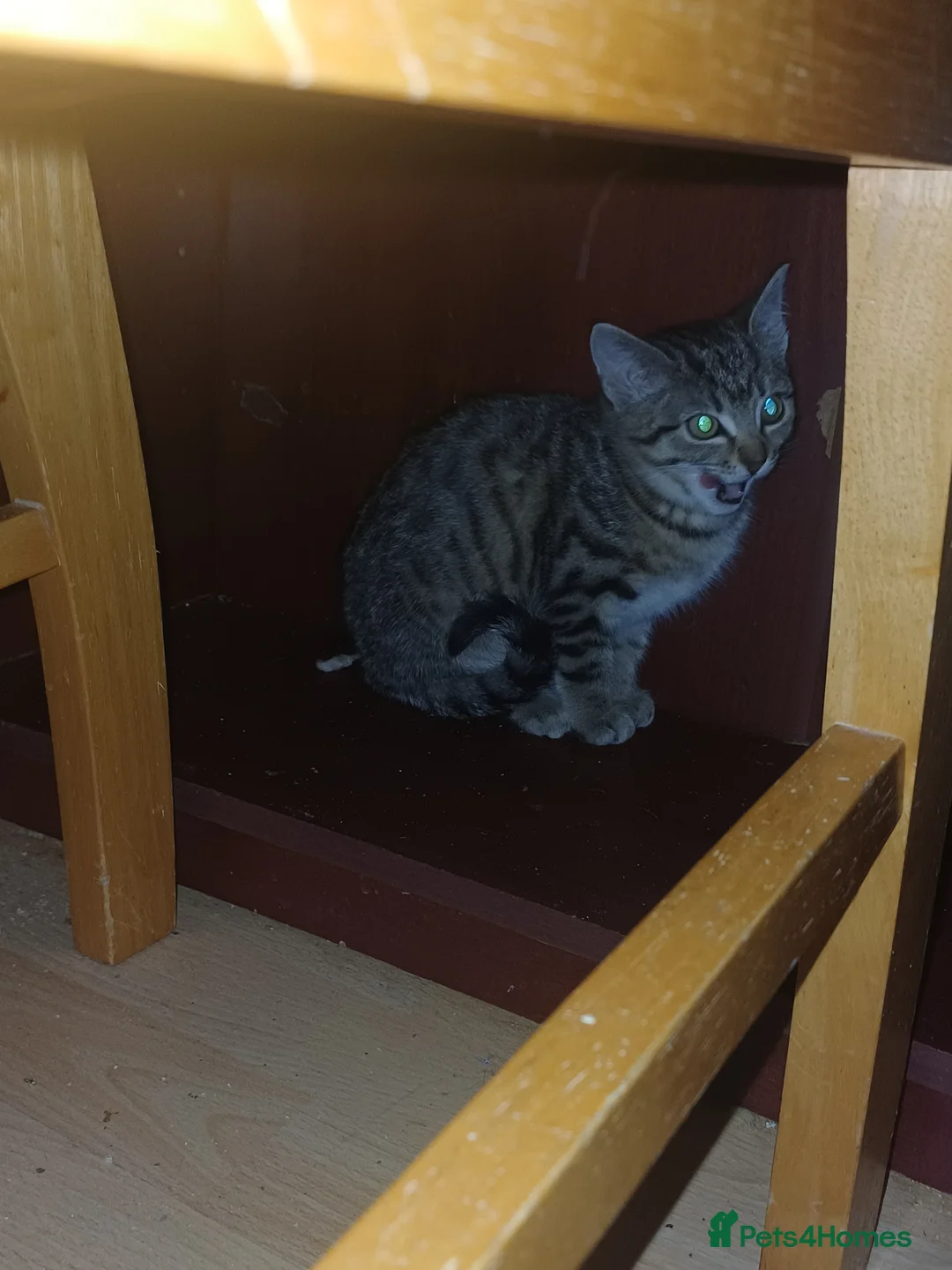 Domestic Shorthair cats for sale: Rehoming the last 3-month-old kitten - Advert 4