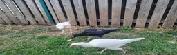 Chickens poultry for sale: Hens last price £50 each - Advert 4