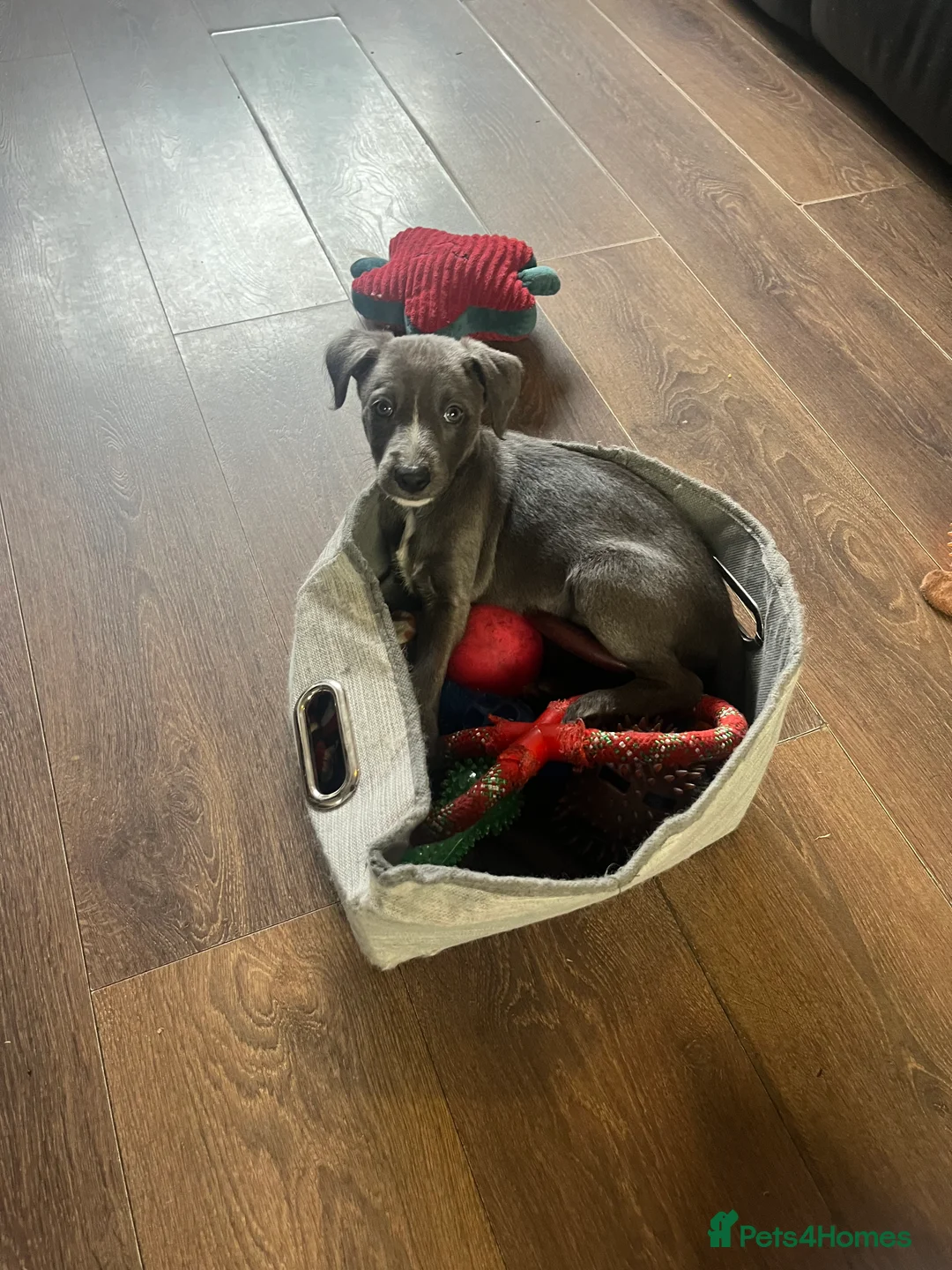 Lurcher dogs for sale: Bedlington Whippet pups for sale - Advert 3