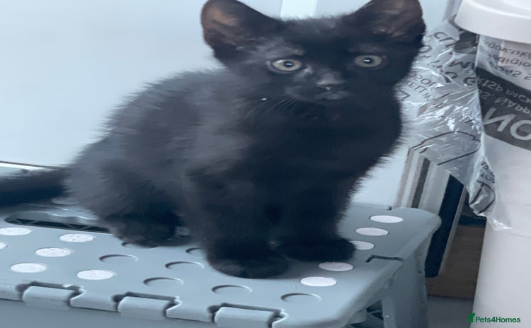 Mixed Breed cats - Advert 17