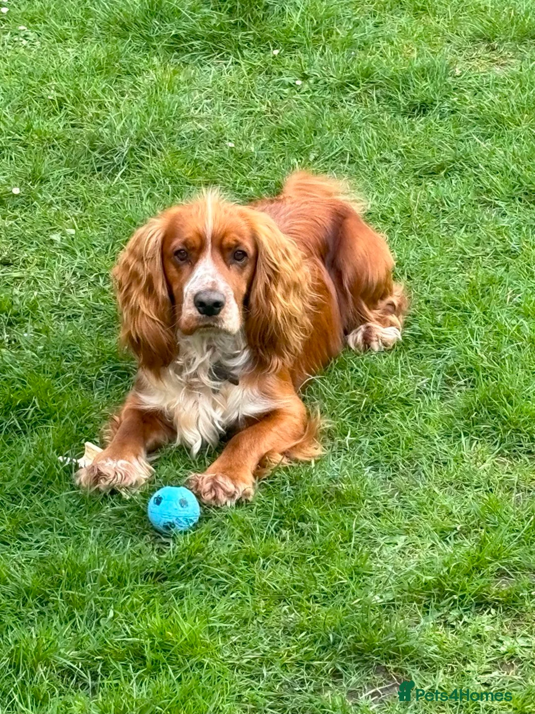 Cocker Spaniel dogs for stud: For Stud only in Reading - Advert 3