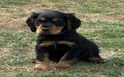 Cocker Spaniel dogs for sale: Cocker spaniels - Image 5