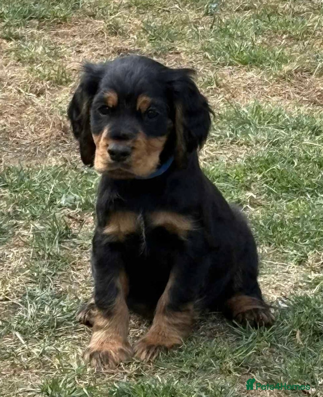 Cocker Spaniel dogs for sale: Cocker spaniels - Image 5