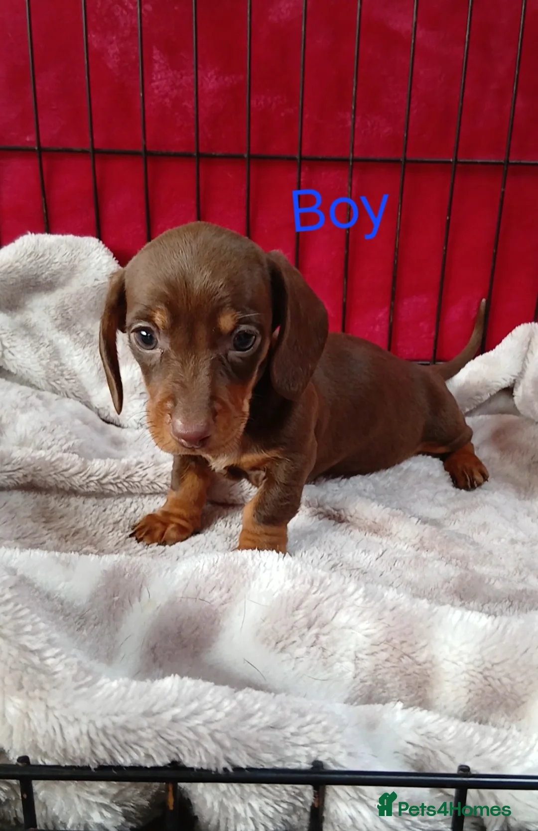 Miniature Dachshund dogs for sale: PRA, STUNNING MINIE'S READY NOW  - Advert 15