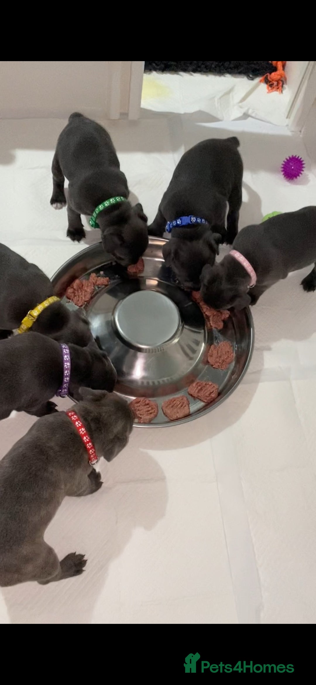 Staffordshire Bull Terrier dogs for sale: KC registered Blue Staffordshire bull terrier’s  in Colchester - Image 8