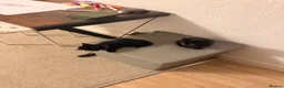 Domestic Shorthair cats for sale: 2 Female kittens for sale in ELY - Advert 2