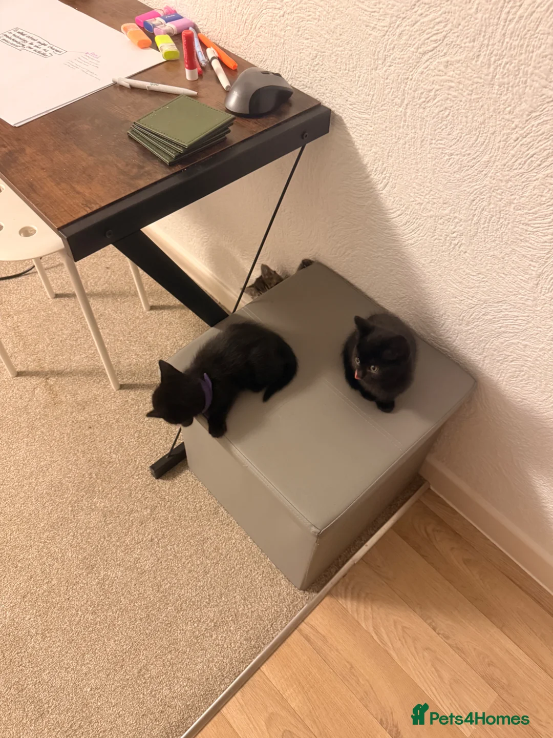 Domestic Shorthair cats for sale: 2 Female kittens for sale in ELY - Advert 2